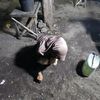 adndappp