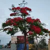 nhatanh24101509