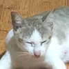 _nhus_