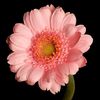 flowerwithissues