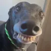 thtanhphm