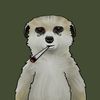friedmeerkat