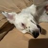 mydoghasbutthole