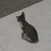 meow.574.1