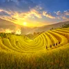 nguyenthanhnguynn