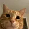jstdave17