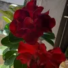 rosaoliveiracarmos123