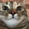 luluu_tik_tok