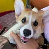 hello_vanille