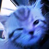 gatocombotinha_