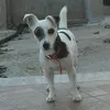 un_tiz