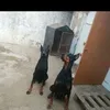 simosimm365