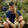 HD Bonsai