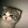 skreamm_codm