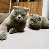 thetrenchcats