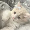 zey_20511