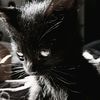 GothCat