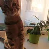 barsik_the_cat_4