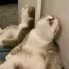 chaboobdoo