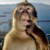 getmonkeypog