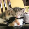 s4ck.zzz