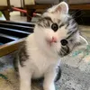 pupuminsung