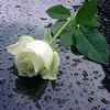 usert65ppy7kdn