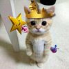 coco_nut390