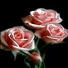 saida_caryyewa86
