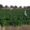 dawar5434