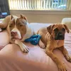 bellaandmarvelpuppies