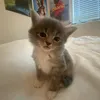 mifgsqueeze