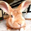 mr.peachthebunny