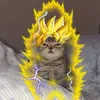 krolpotato