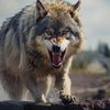 radit_alphawolf