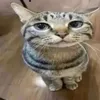 qualquqercoisa