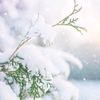 first_snow_1