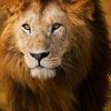 aslan1987._