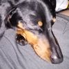 Lovelypootchie