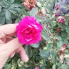 zonikhan260