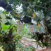 nguyencuong2423