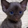 kemnongxoailanh