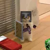 mongdobstamly