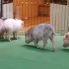 useromknebill9