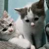 molly_dan_milly