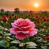 shafi.muhammad137