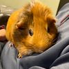 Jimmy pig