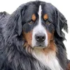 buddy.baer