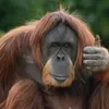 orangutangusik