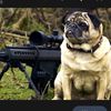 puggy213